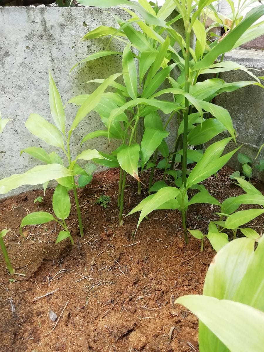 ミョウガの花二個見つけました。