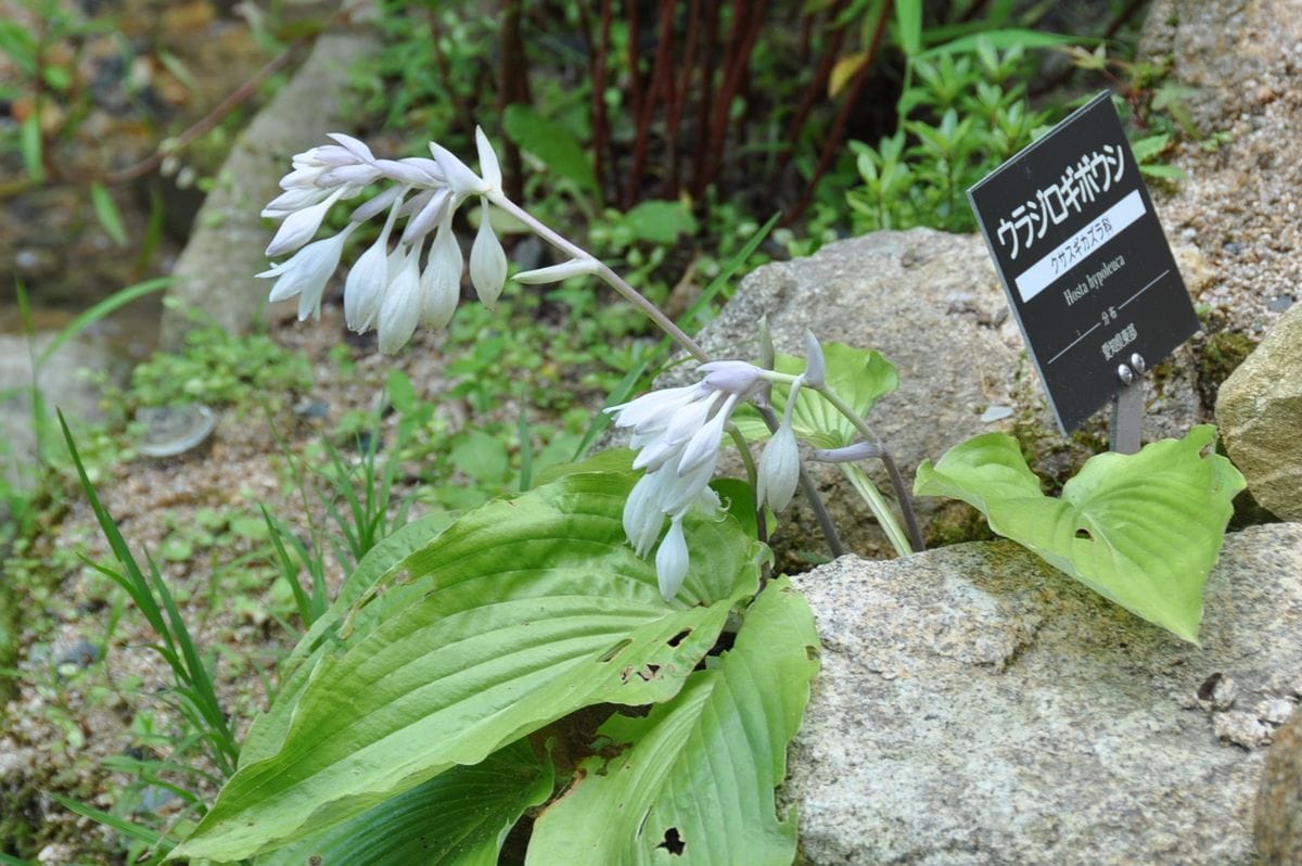 六甲高山植物園に行ってきました！３