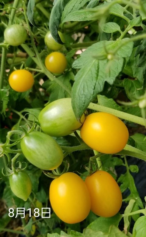 収穫の夏、豊穣の秋