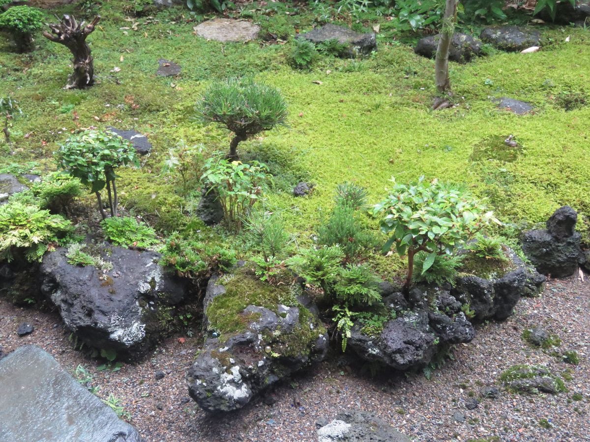 トキワネム４回目の開花