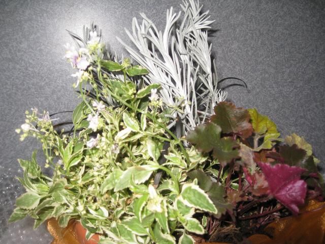 素敵な寄せ植え有難う！