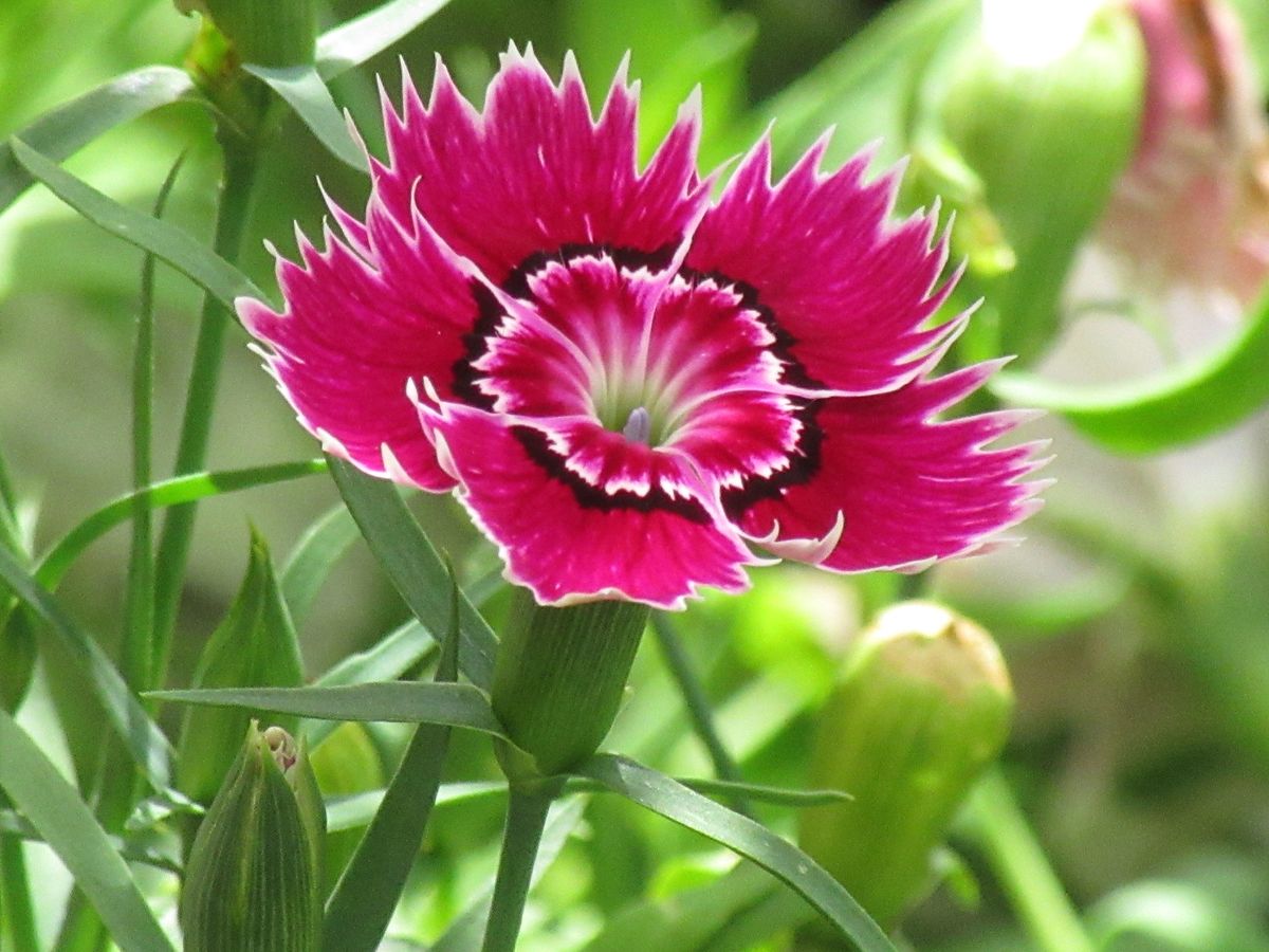 由愛(ゆめ)の花日記♪