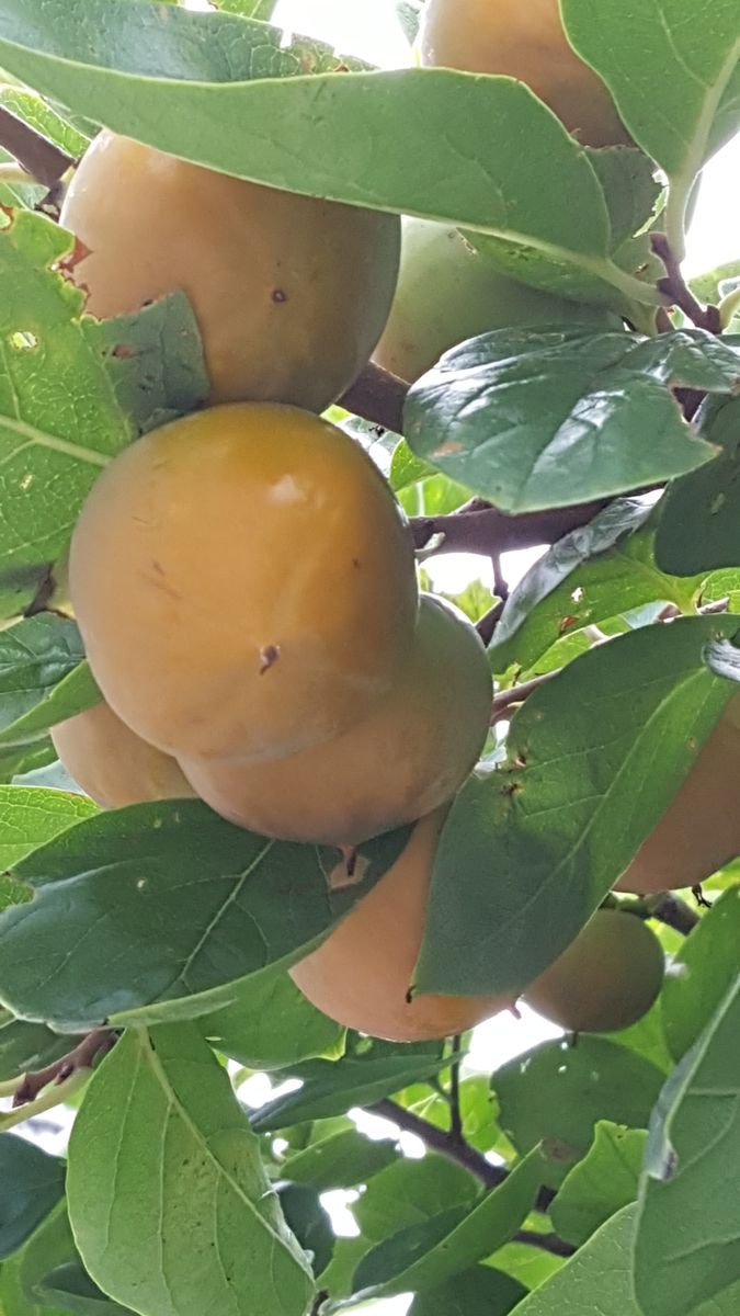 ふくおかルーバルガーデン2～夏の🎐庭便り❗小さい秋小さい秋見ぃつけた～🍎