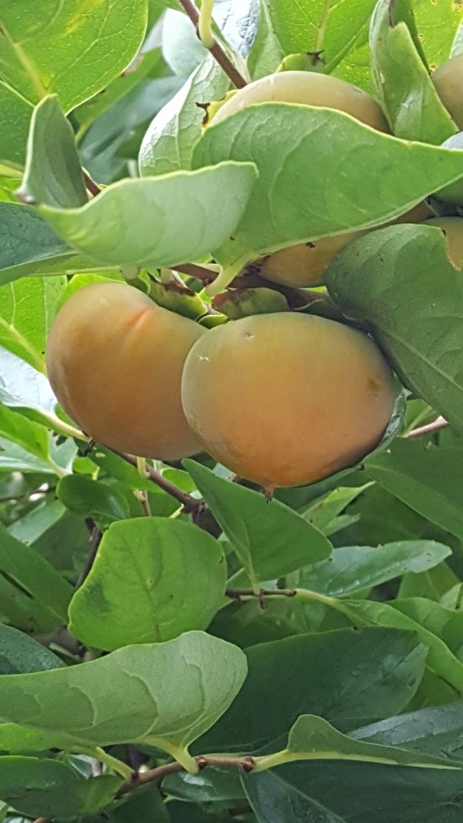 ふくおかルーバルガーデン2～夏の🎐庭便り❗小さい秋小さい秋見ぃつけた～🍎