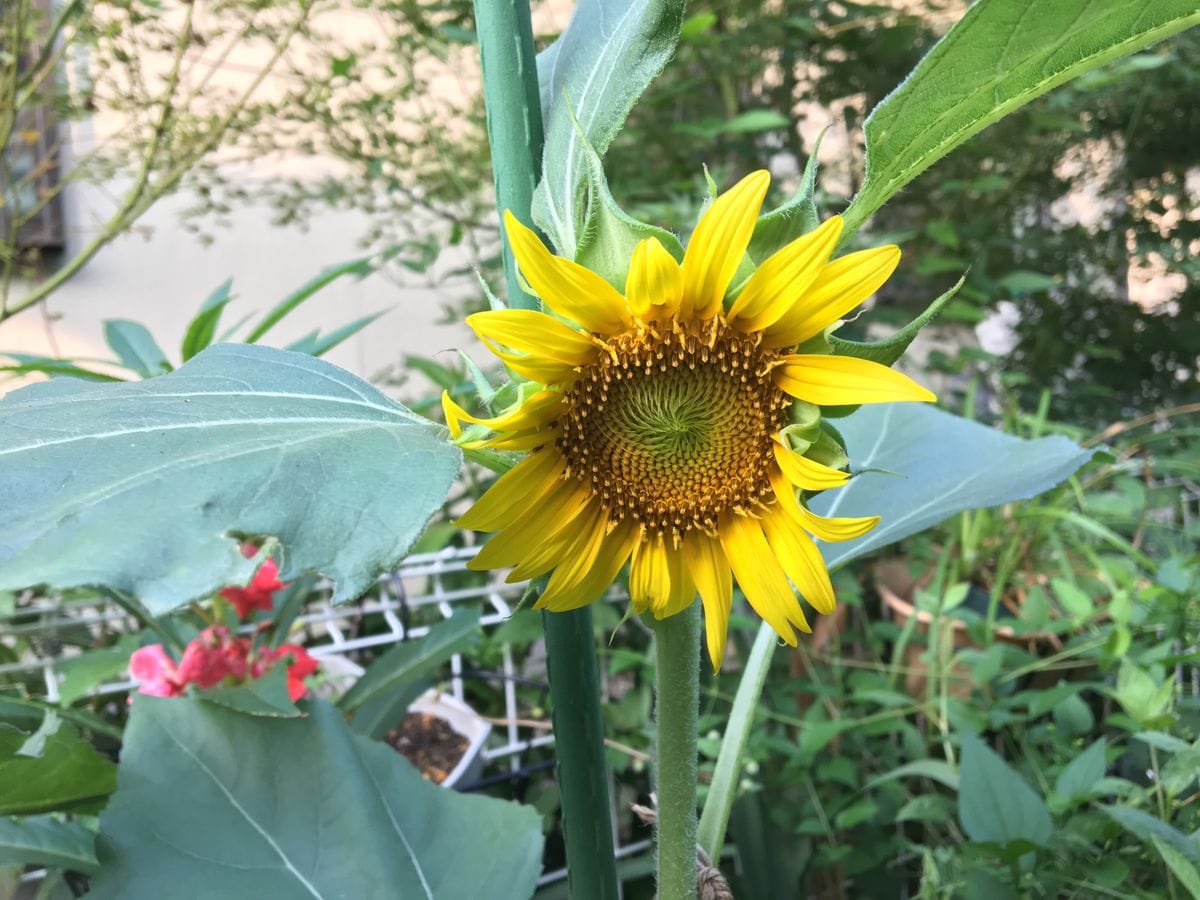 遅い夏が来た〜🌻咲く