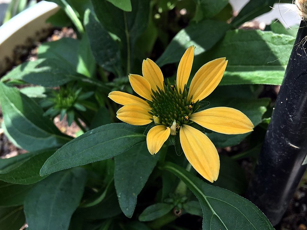 遅い夏が来た〜🌻咲く