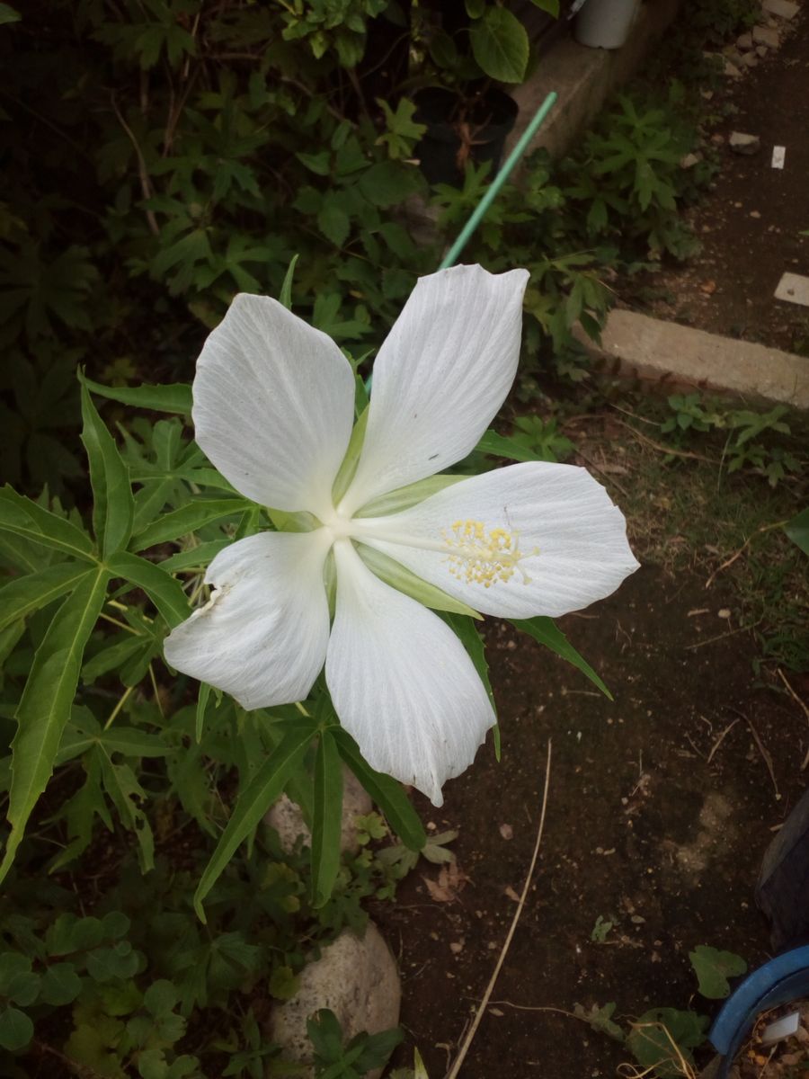 お庭のお花　8/19