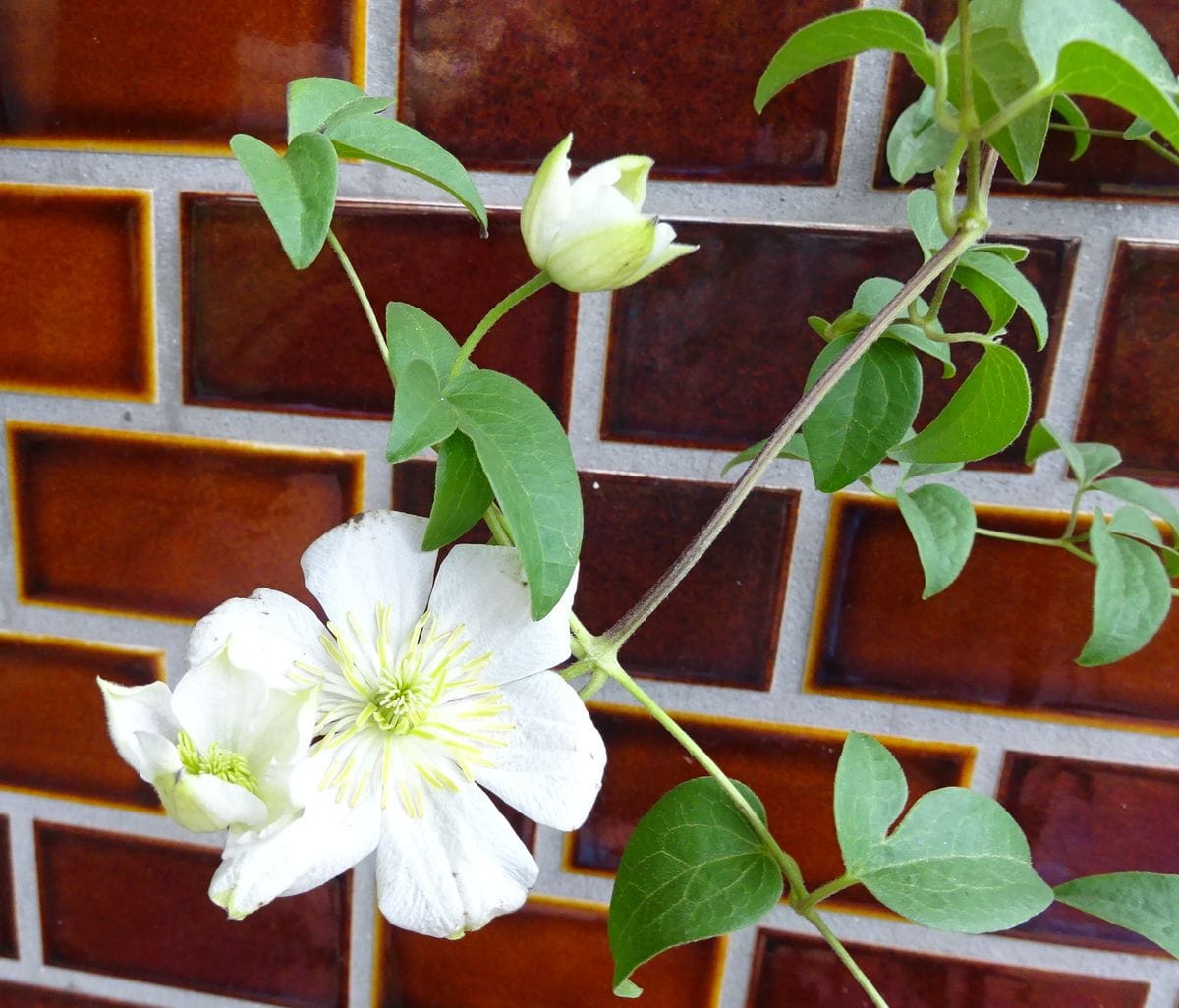 鳥も花もたくましい