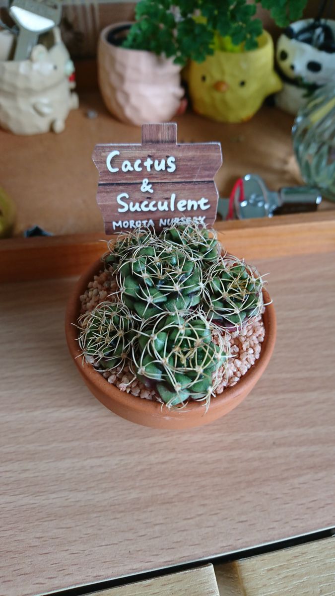 newサボテン😍🌵