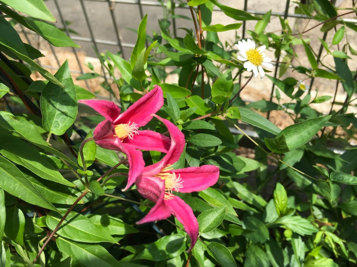 ダイアナさん、二番花