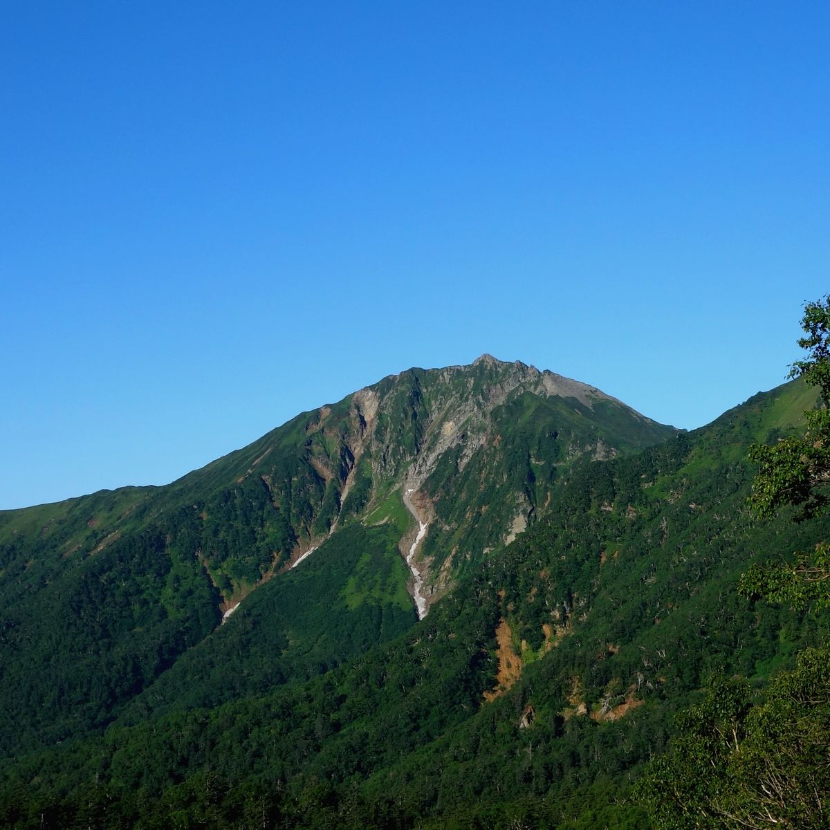 花の山