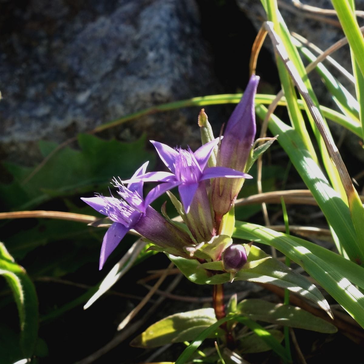 花の山