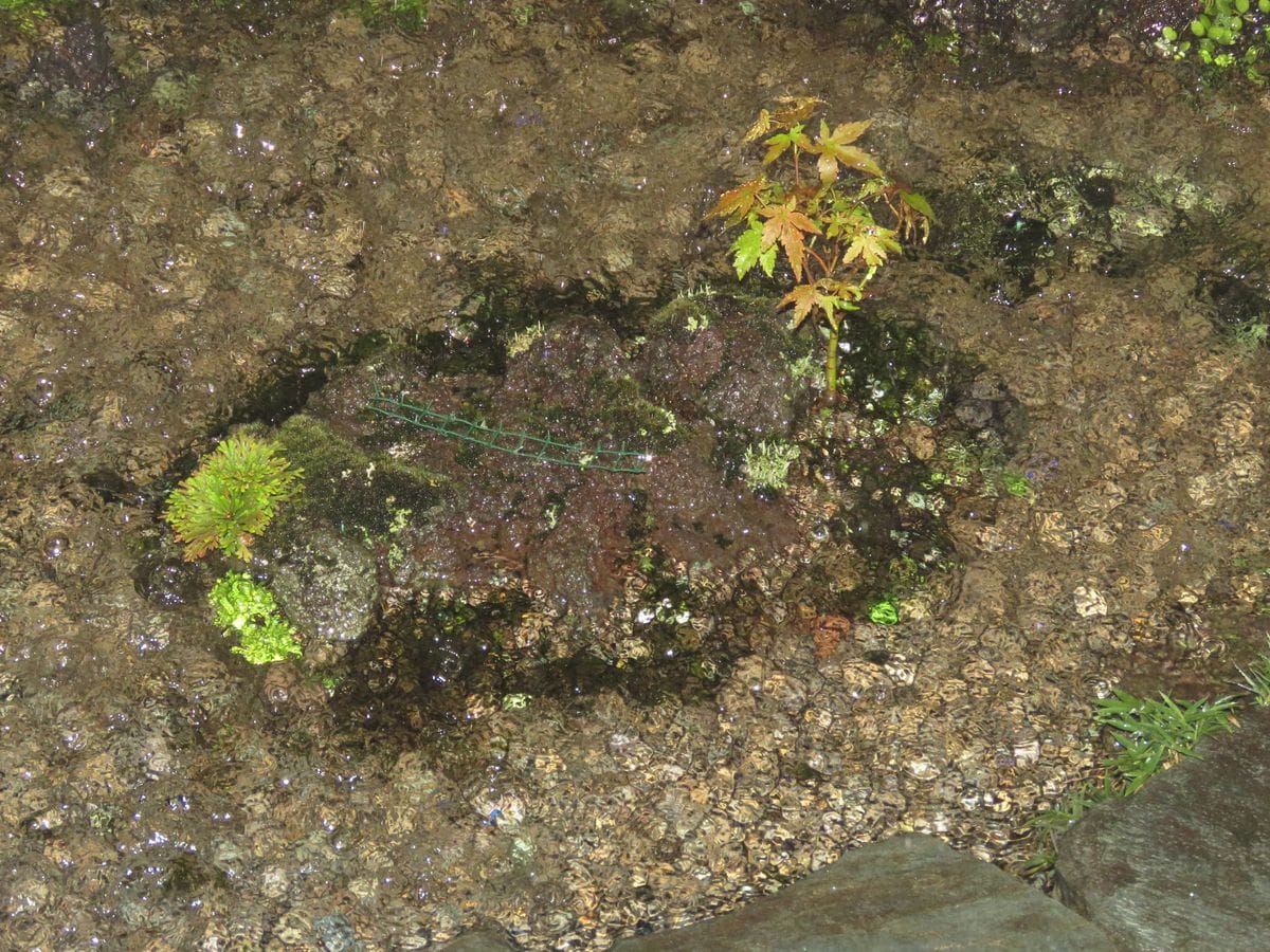 激しい雨で水没する小島(2)