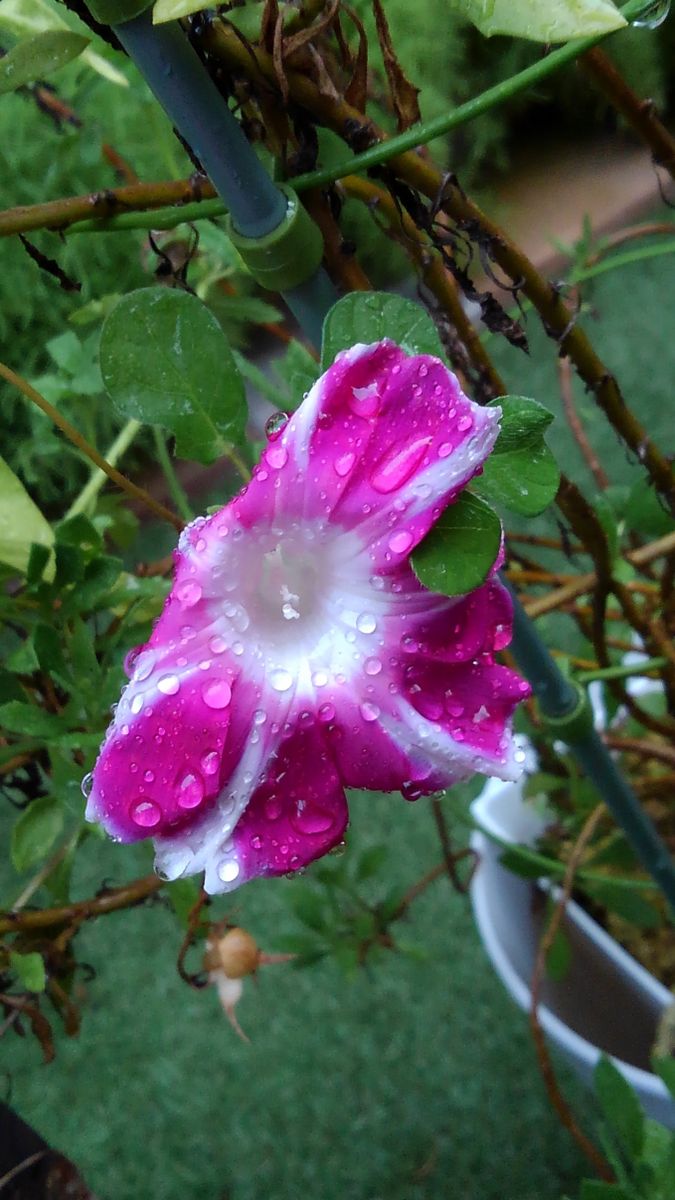 ☆雨滴をまとった朝顔☆