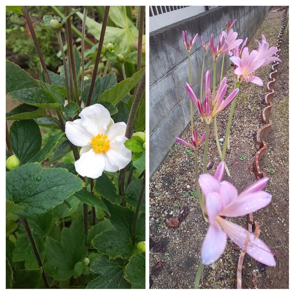 私の夏休み🎵