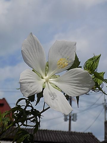 曇り空だけど🌺