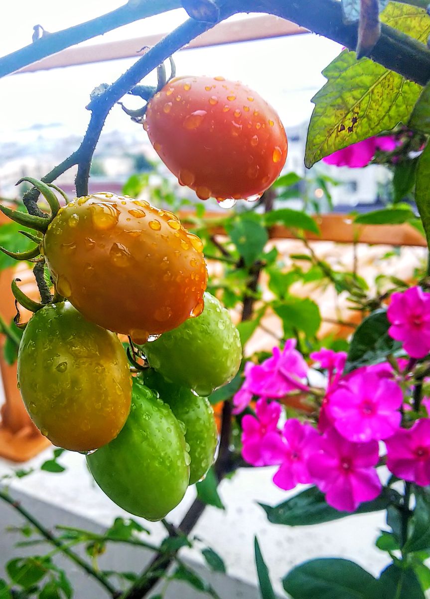 ミニトマト🍅✨🌿が色づきます☀️