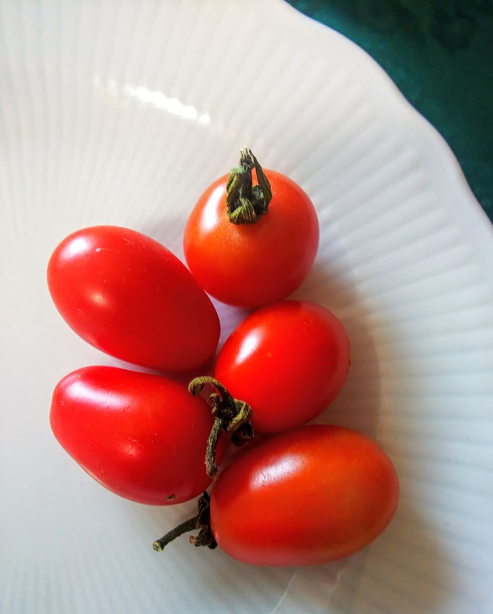 ミニトマト🍅✨🌿が色づきます☀️