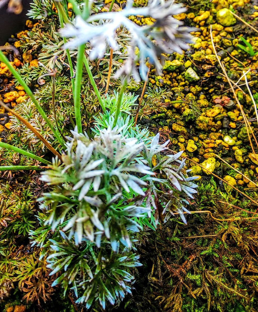 夏越しの山野草🌿