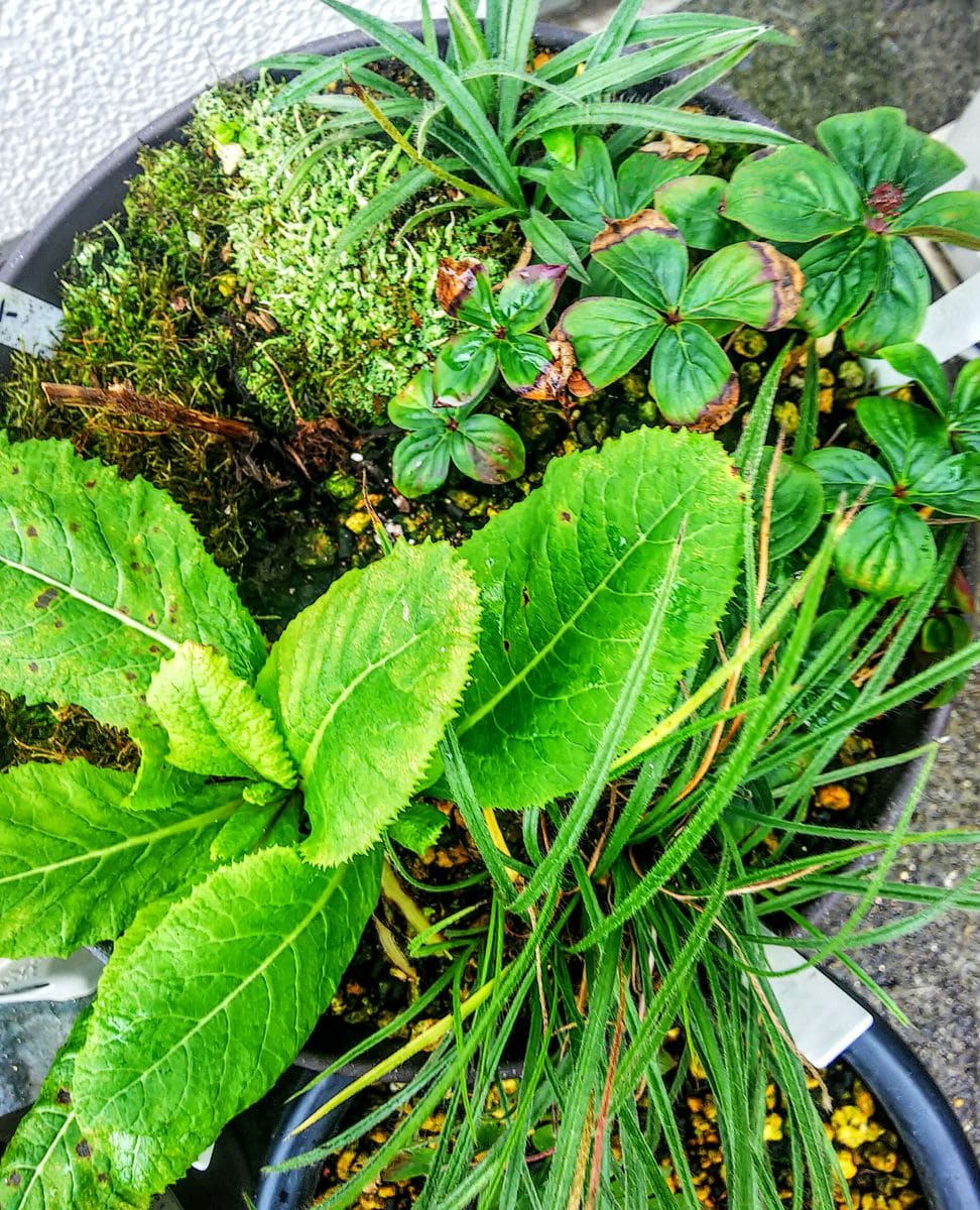 夏越しの山野草🌿