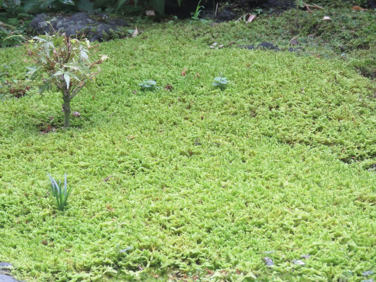 『縮景苔庭』のハイゴケ