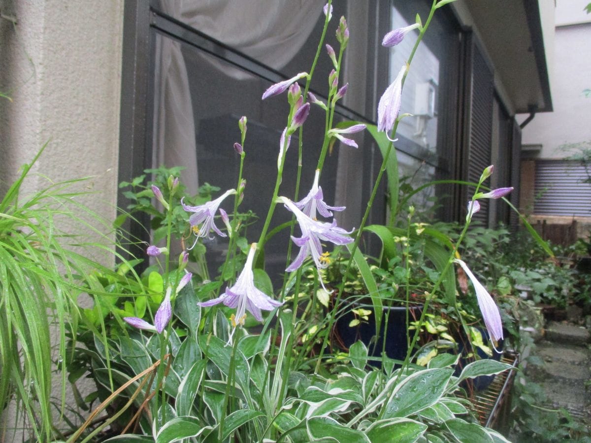 ７～８月野菜、山野草。