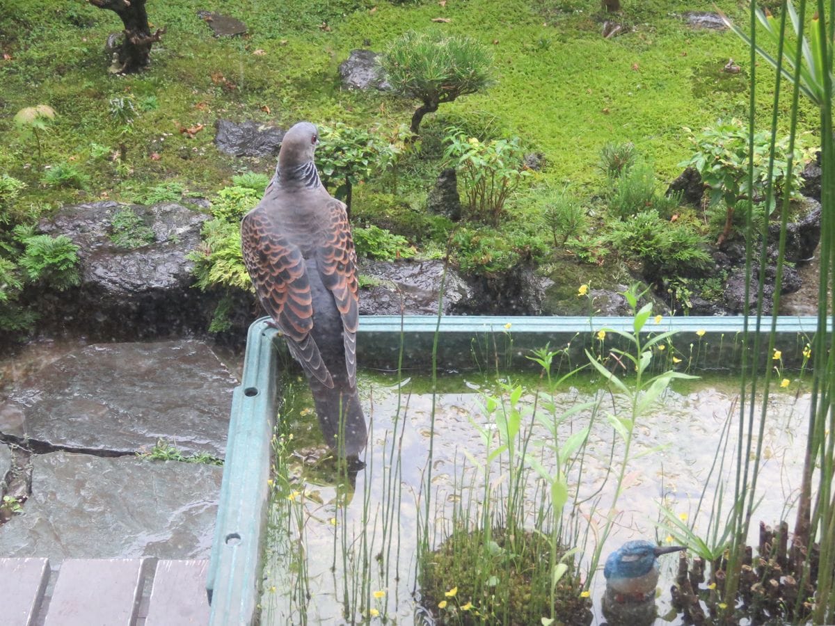 キジバト軒下で雨宿り？