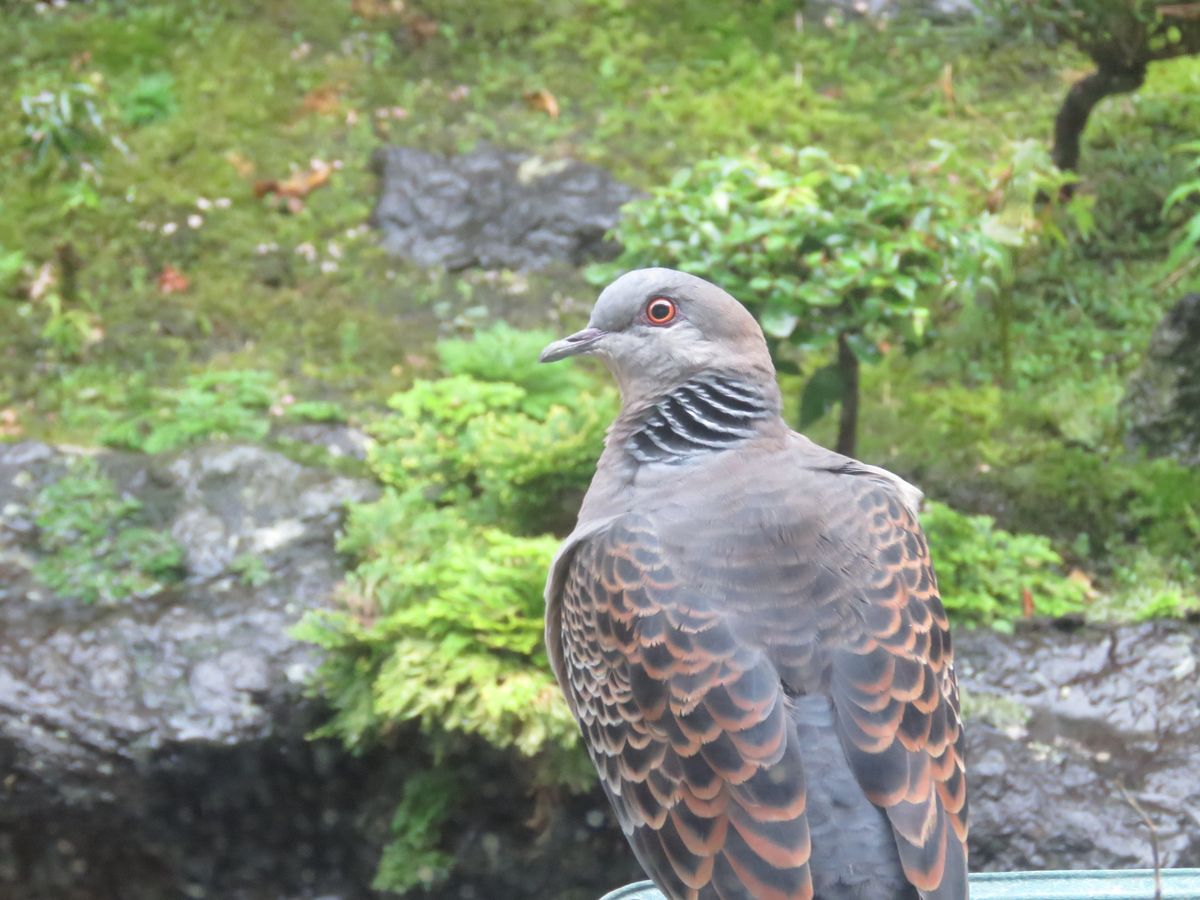 キジバト軒下で雨宿り？