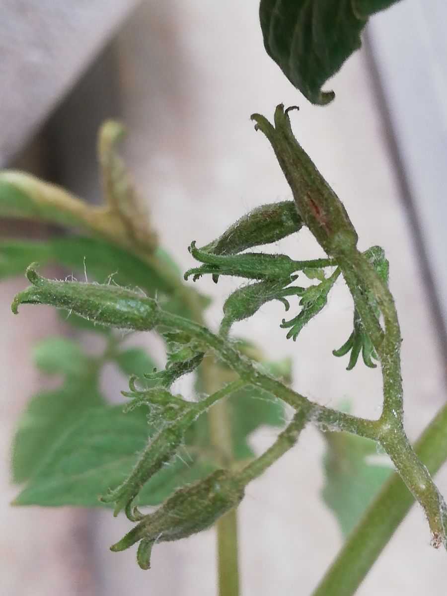 ミニトマト🍅の今後