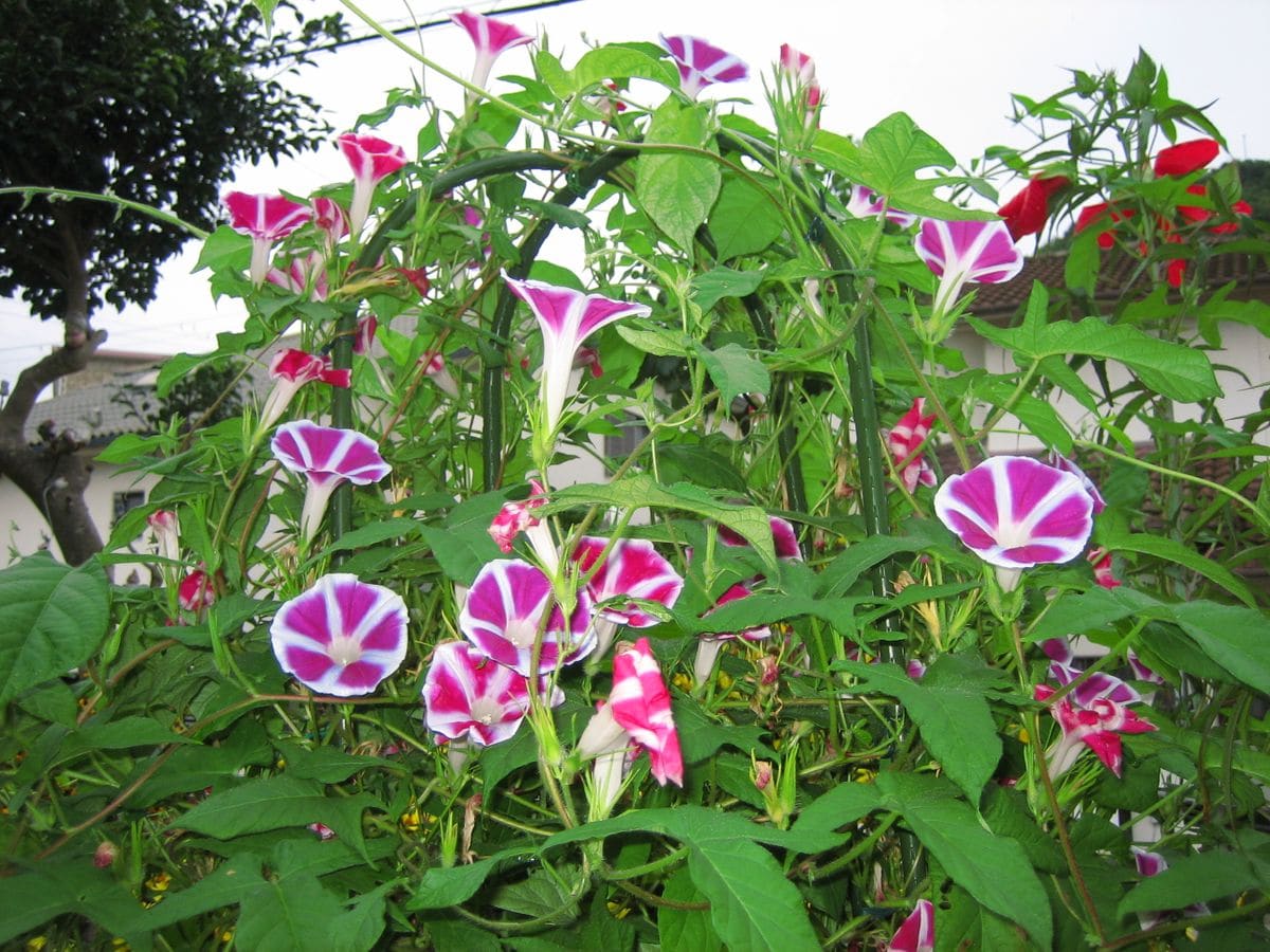 花チャレンジで育てた花のその後の様子