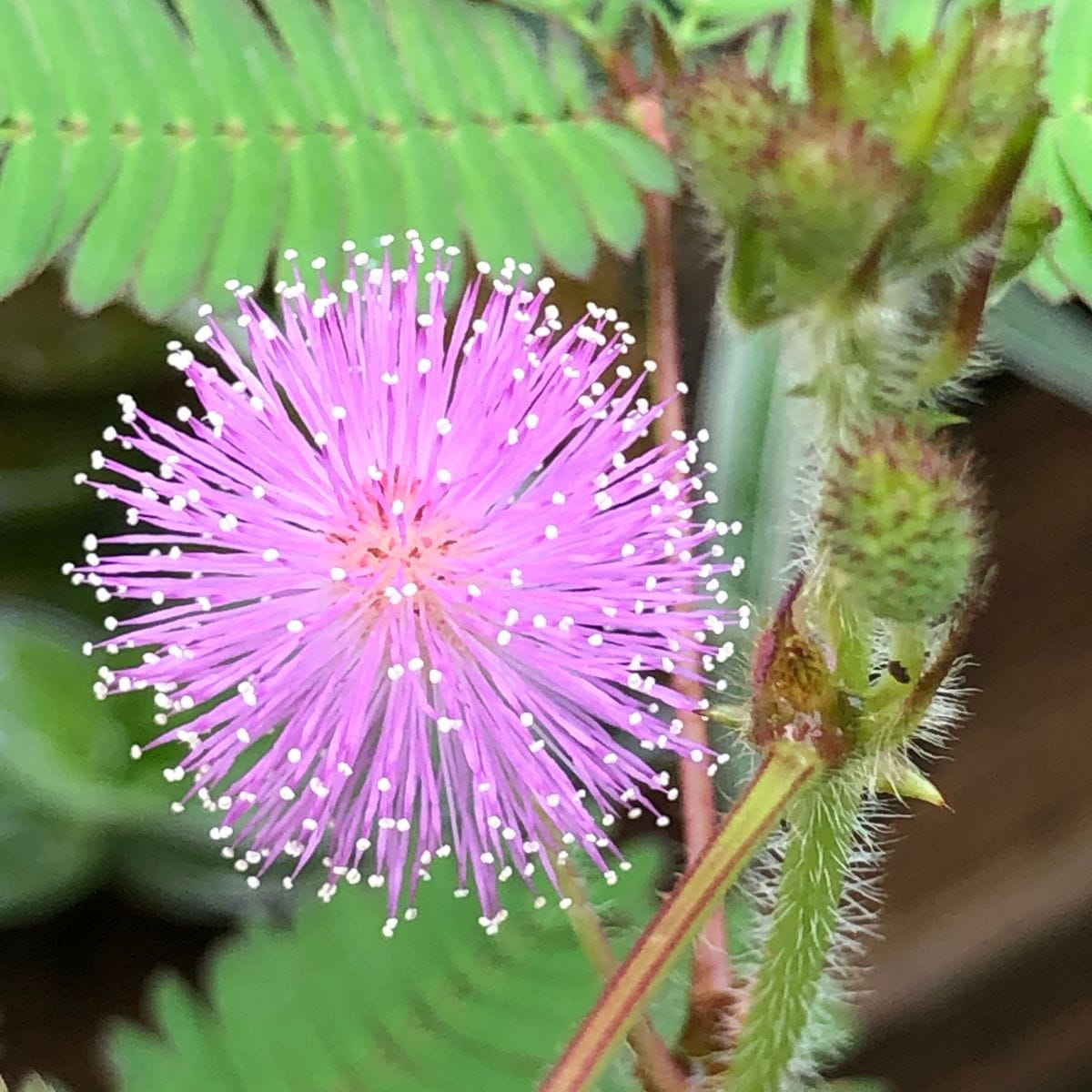 オジギソウの花