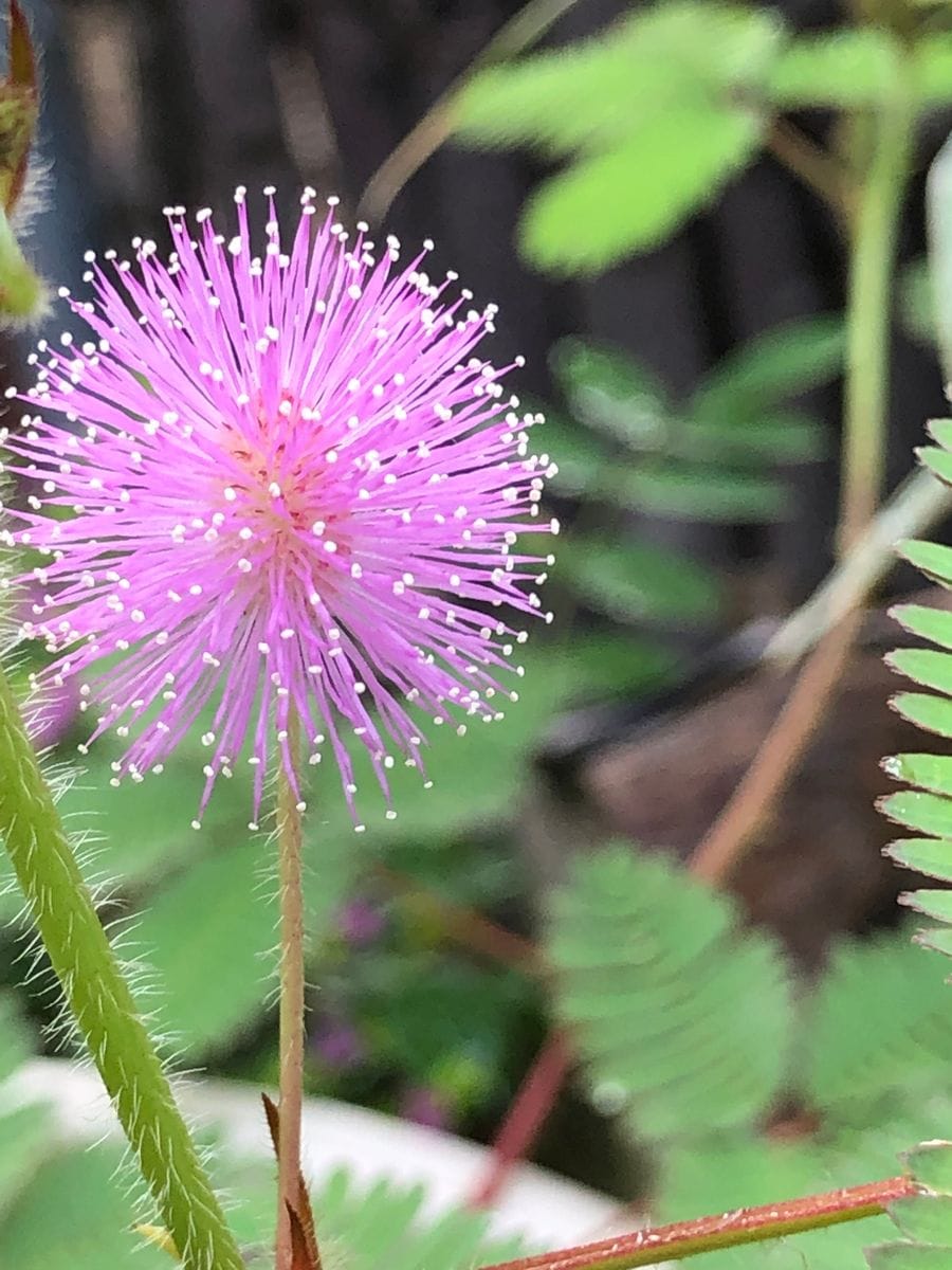 オジギソウの花