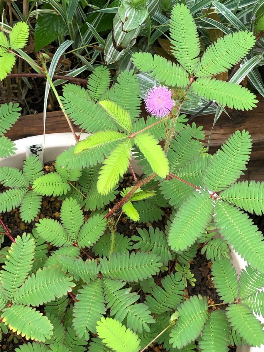 オジギソウの花