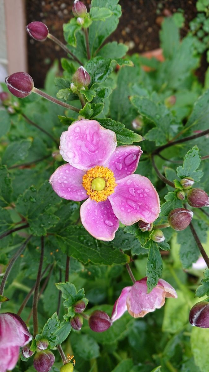 今日の花たち8.21