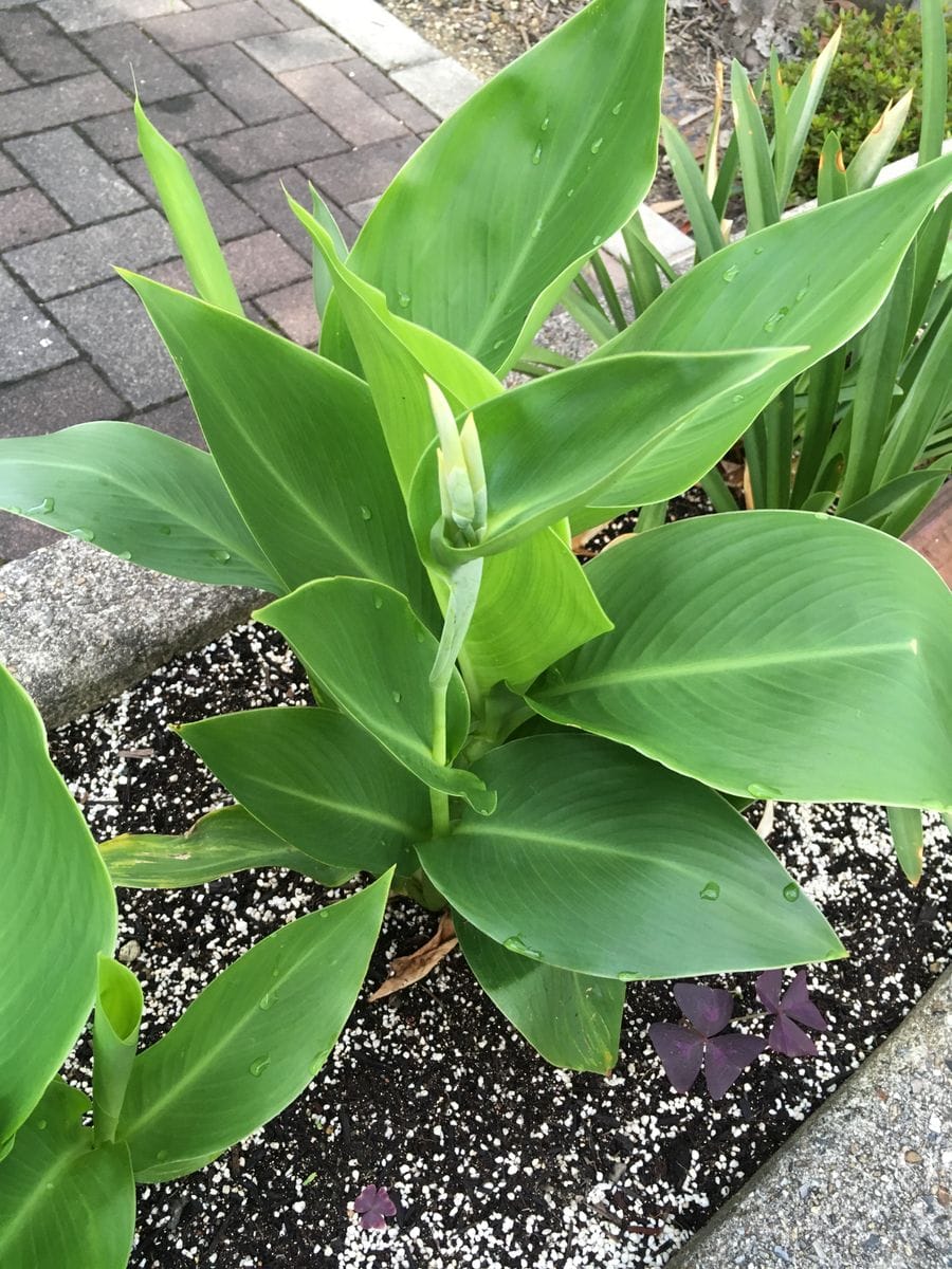 今日の植物さん