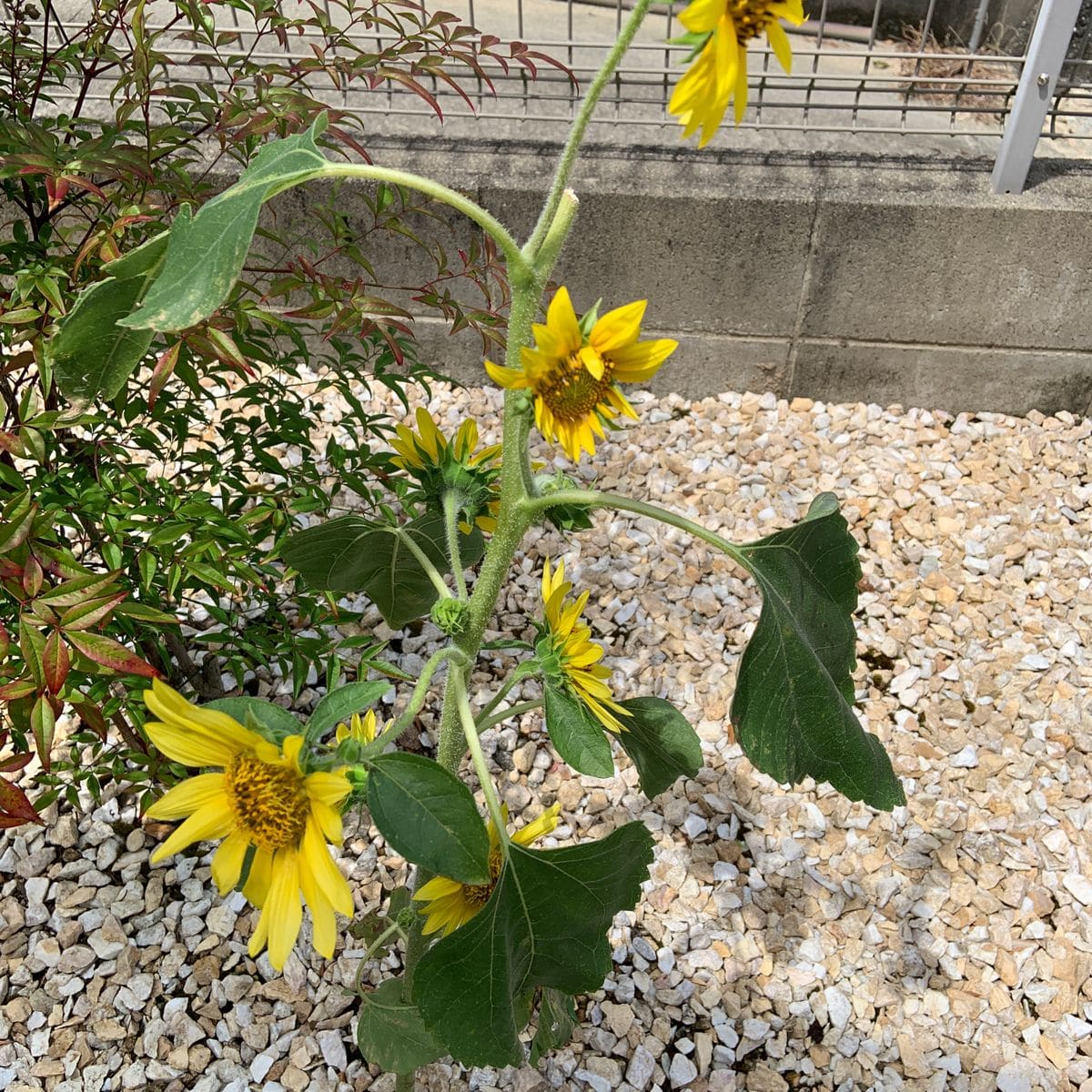 花いろいろ🌻🧚‍♀️