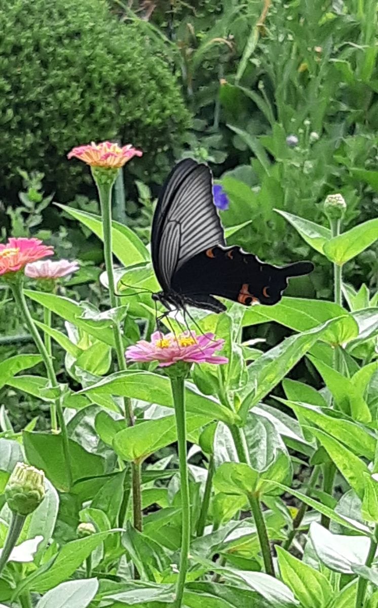 カラスアゲハ🦋