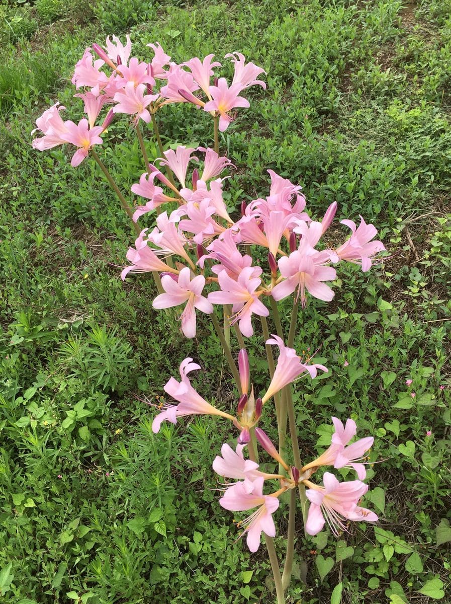 始まりました、リコリスの季節