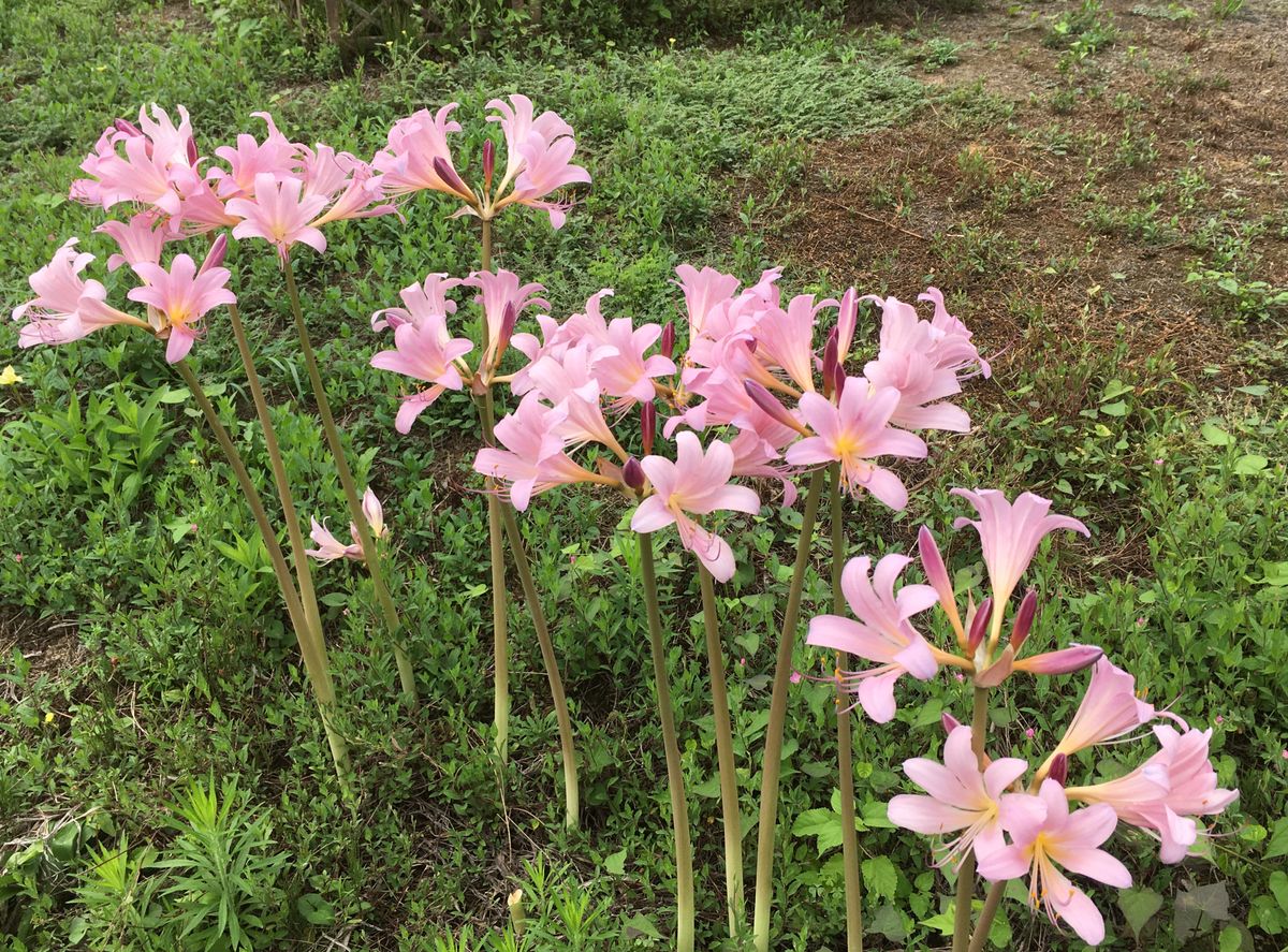 始まりました、リコリスの季節