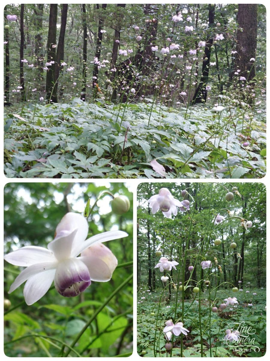 赤城自然園