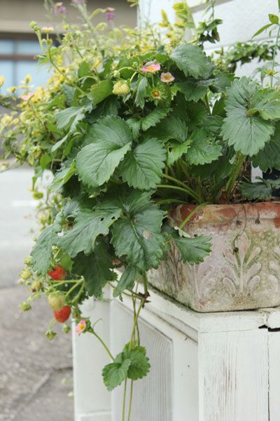 ピンクの花いちご