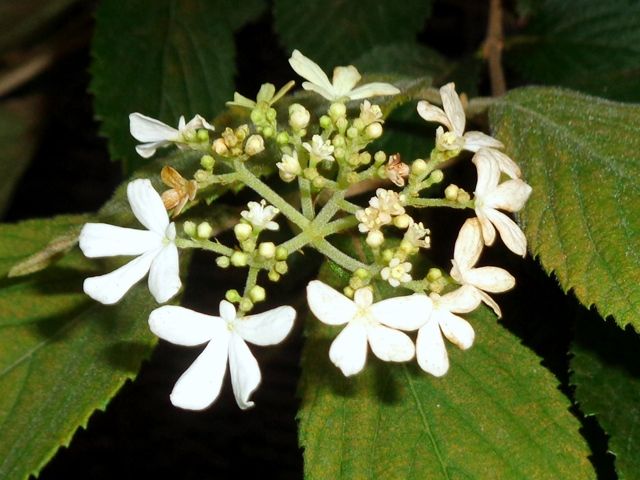 房咲きの花いろいろ