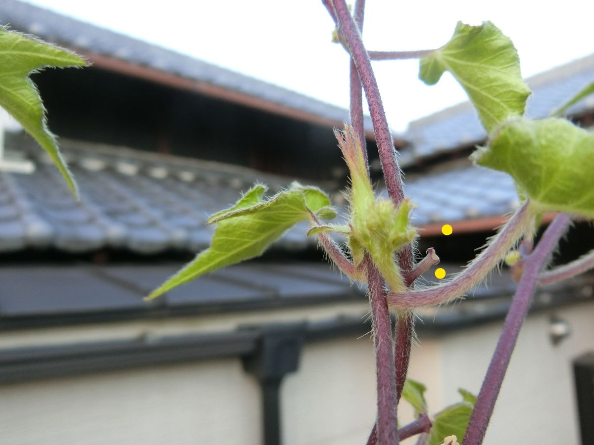 羊頭を懸けて