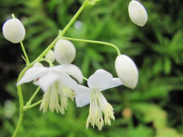 今日の花