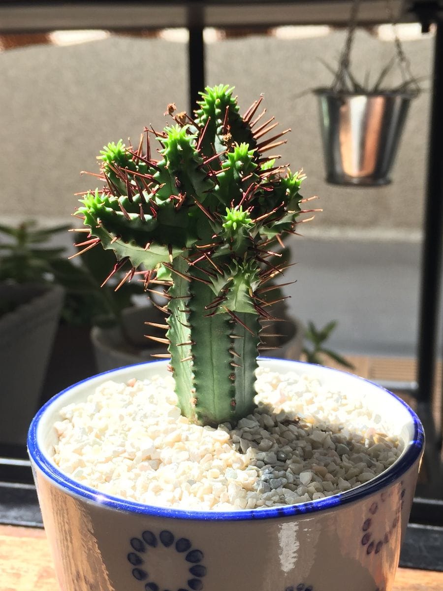 多肉 サボテン🌵