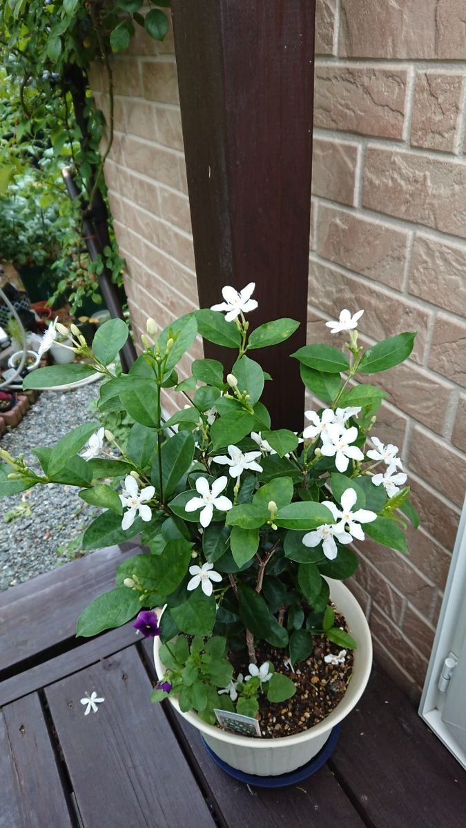 今日の花たち8.22