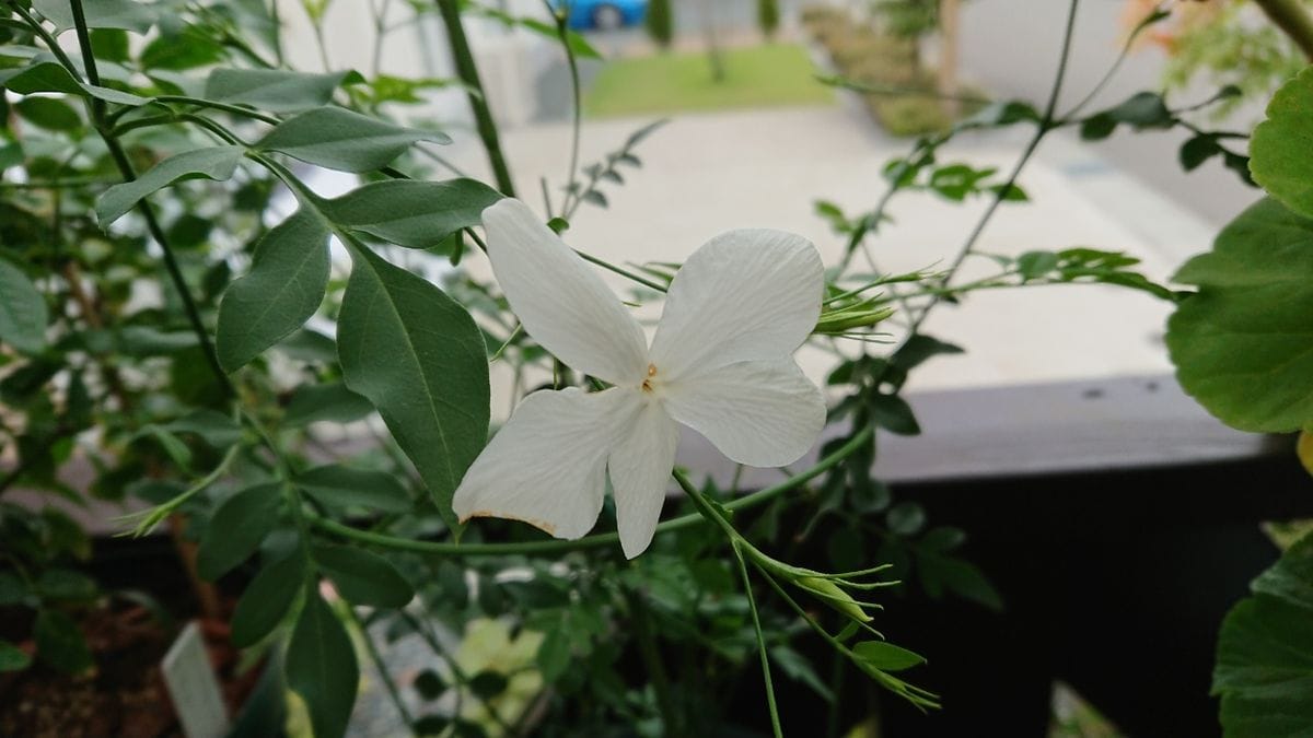 今日の花たち8.22