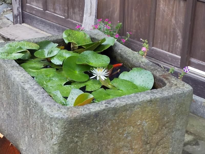 残暑の花と夏休み