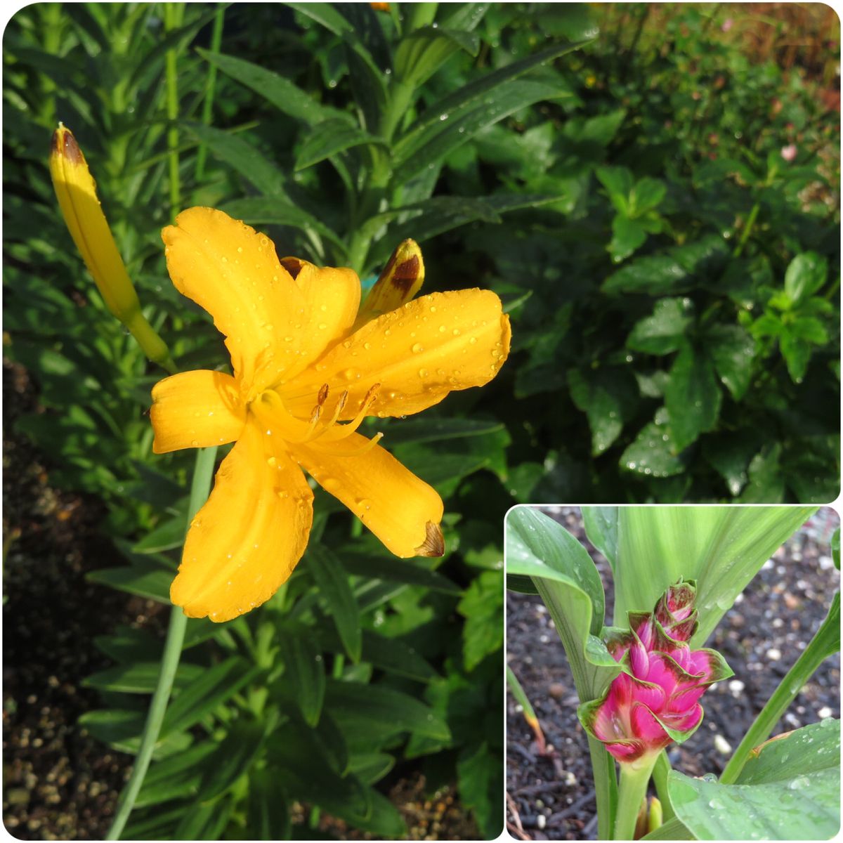 秋明菊開花寸前