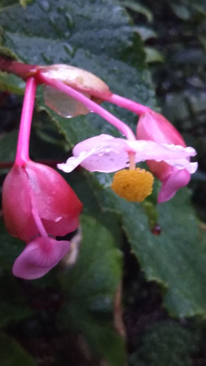 目覚ましが大雨の朝